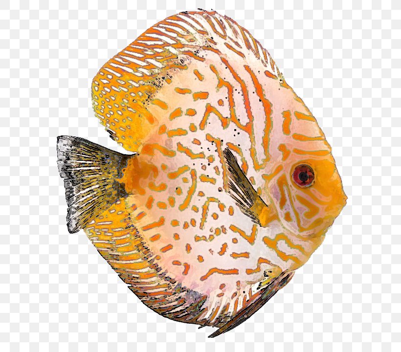 Tropical Fish Discus Clownfish Clip Art, PNG, 750x720px, Fish, Aquarium, Clownfish, Discus, Document Download Free