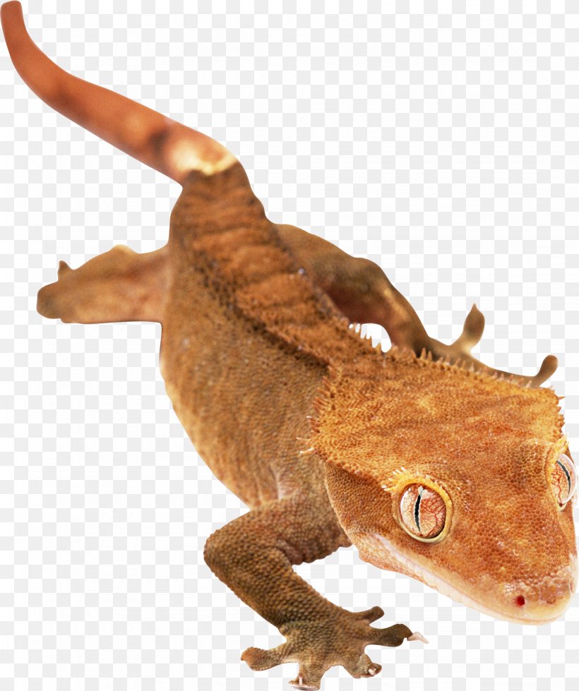 Agamas Gecko Lizard Chameleons Snake, PNG, 1636x1955px, Agamas, Agama, Agamidae, Animal, Animal Figure Download Free