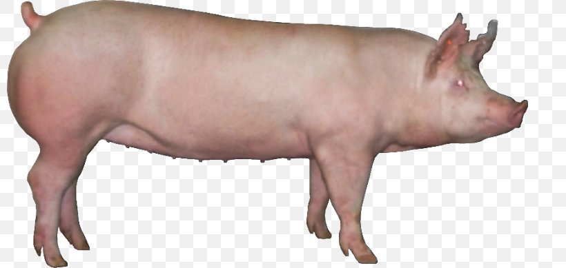 American Landrace Pig Genetics Chester White American Yorkshire, PNG, 800x389px, Landrace, American Landrace Pig, Animal, Animal Figure, Cattle Like Mammal Download Free