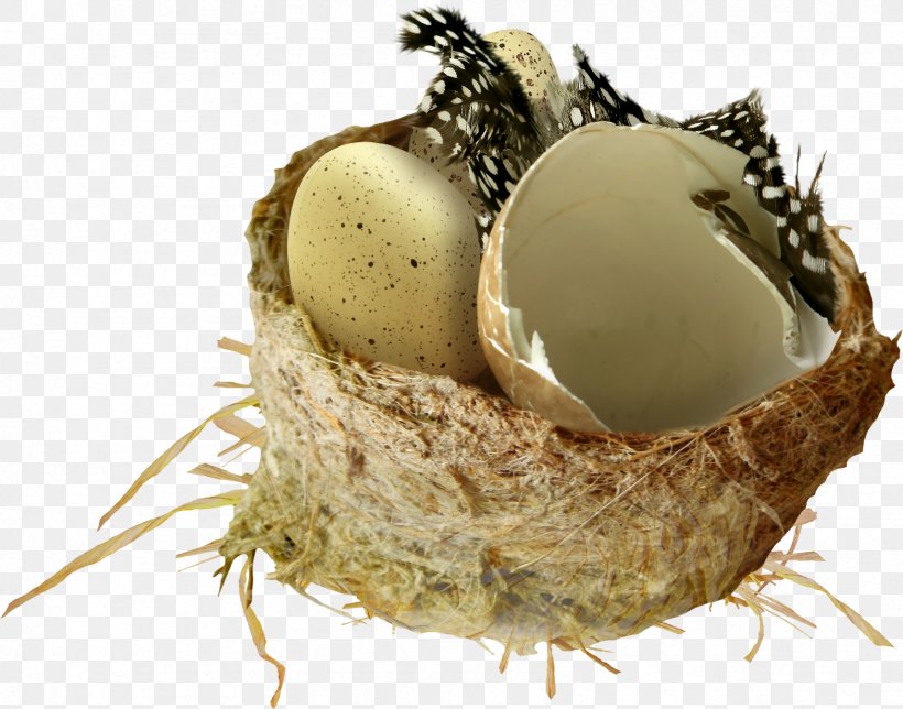 Bird Nest Clip Art, PNG, 1713x1346px, Bird, Animal, Bird Nest, Egg, Eggshell Download Free