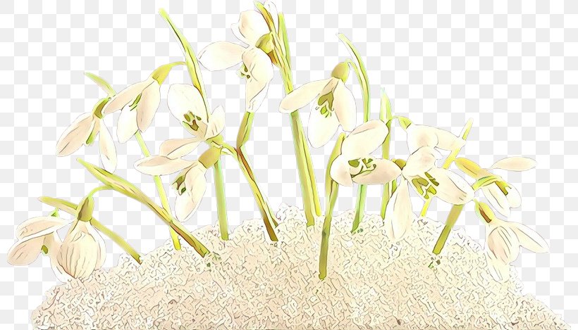 Flowering Plant Flower Plant Snowdrop Grass, PNG, 800x469px, Cartoon, Amaryllis Family, Crinum, Flower, Flowering Plant Download Free