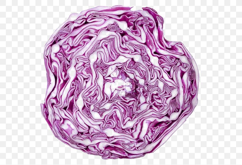 Red Cabbage Cauliflower Vegetable Drawing, PNG, 564x561px, Cabbage, Brassica Oleracea, Cauliflower, Color, Drawing Download Free