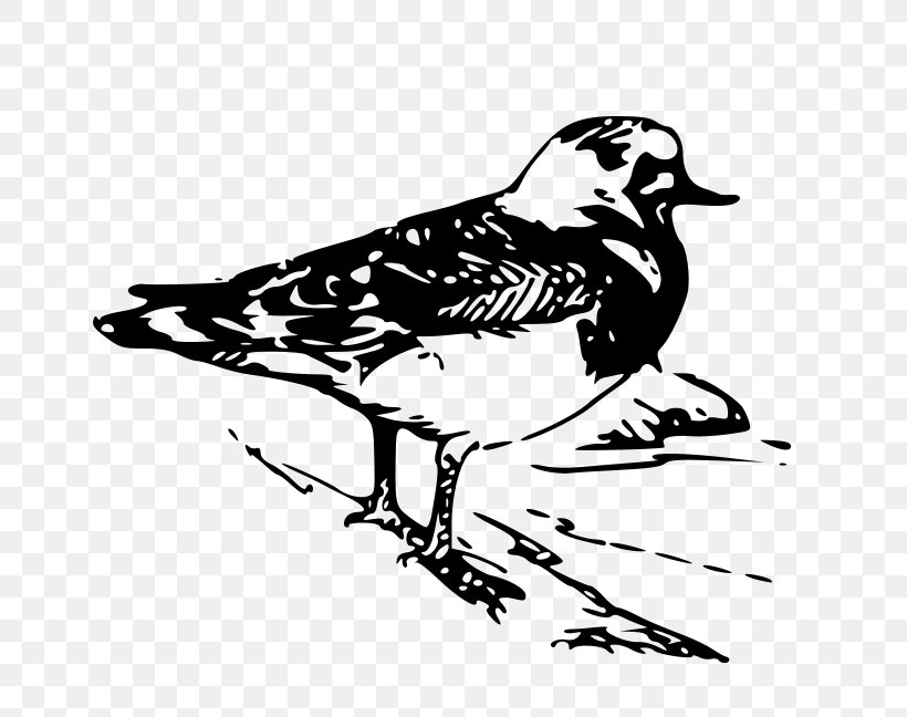 Beak Ruddy Turnstone Bird Clip Art, PNG, 800x648px, Beak, Animal, Art, Artwork, Bird Download Free