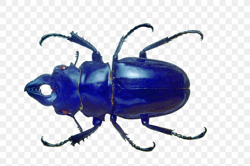 Blue Beetle Volkswagen Beetle, PNG, 1024x682px, Beetle, Arthropod, Black Beetle, Blue, Blue Beetle Download Free