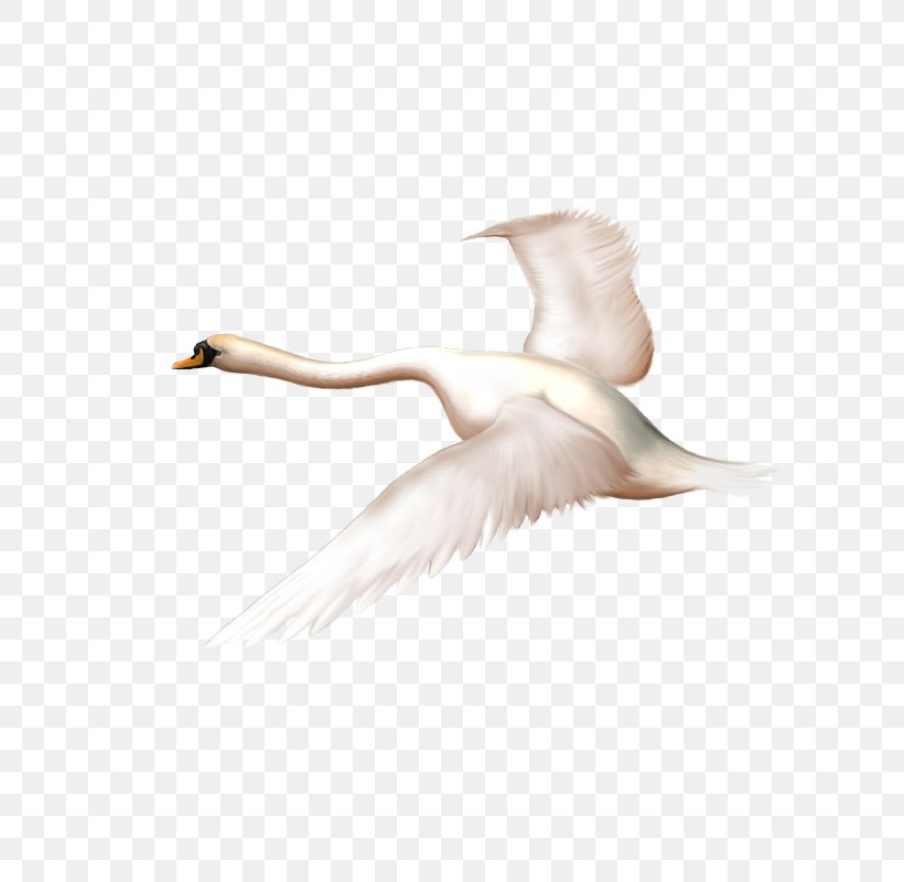 Mute Swan Swan Goose Duck Bird, PNG, 800x800px, Watercolor, Cartoon, Flower, Frame, Heart Download Free