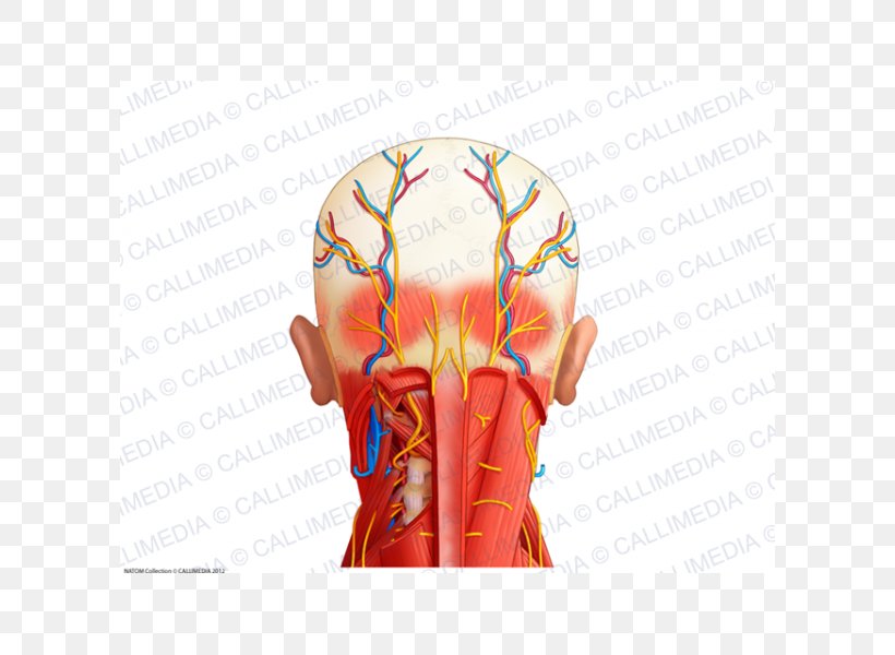 Nerve Blood Vessel Muscle Shoulder Neck, PNG, 600x600px, Watercolor, Cartoon, Flower, Frame, Heart Download Free