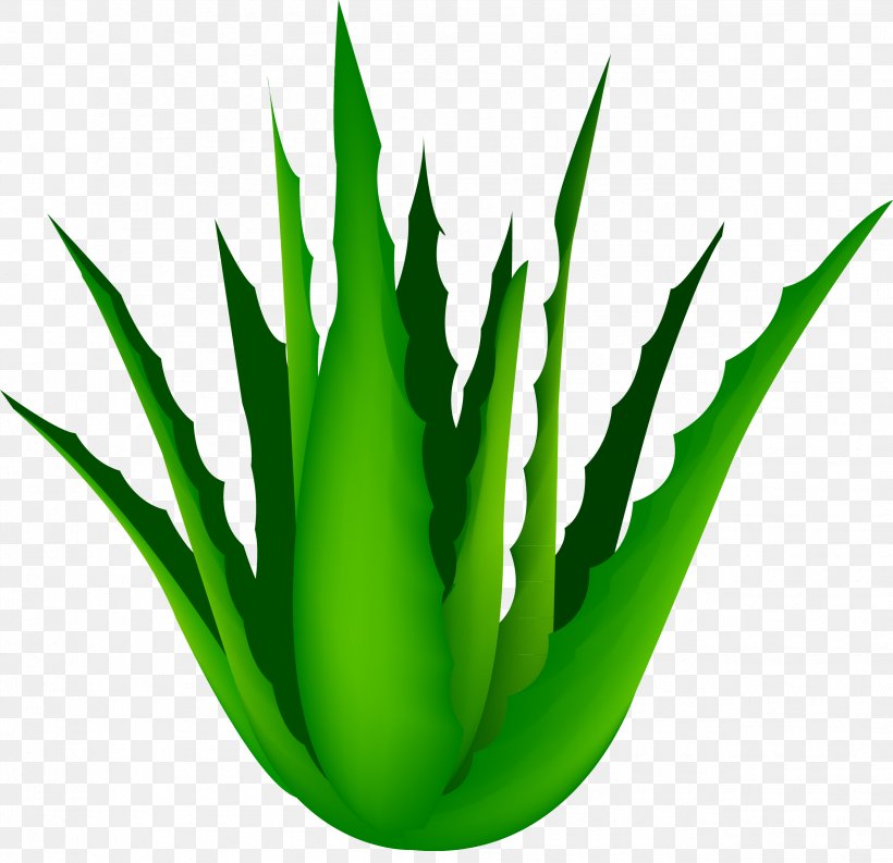 Aloe Vera Green, PNG, 2525x2444px, Aloe Vera, Aloe, Commodity, Grass, Grass Family Download Free
