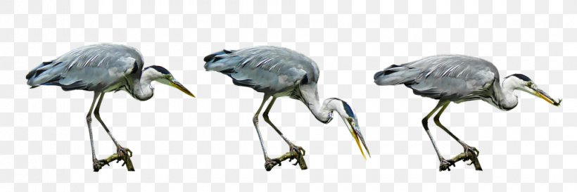 Beak Water Bird, PNG, 1020x340px, Beak, Animal, Animal Figure, Ardeinae, Bird Download Free