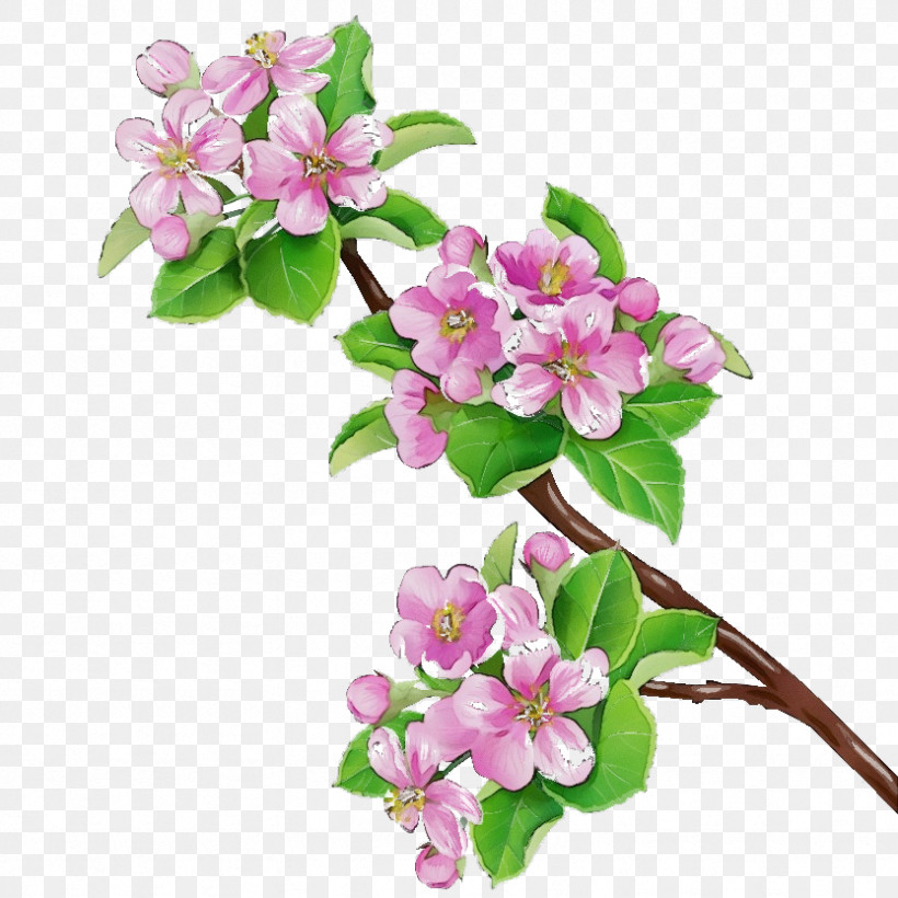 Cherry Blossom, PNG, 833x833px, Watercolor, Blossom, Branch, Cherry Blossom, Cut Flowers Download Free