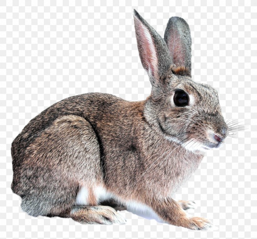Domestic Rabbit, PNG, 1200x1119px, Rabbit, Air Gun, Cruelty Free, Domestic Rabbit, Fauna Download Free