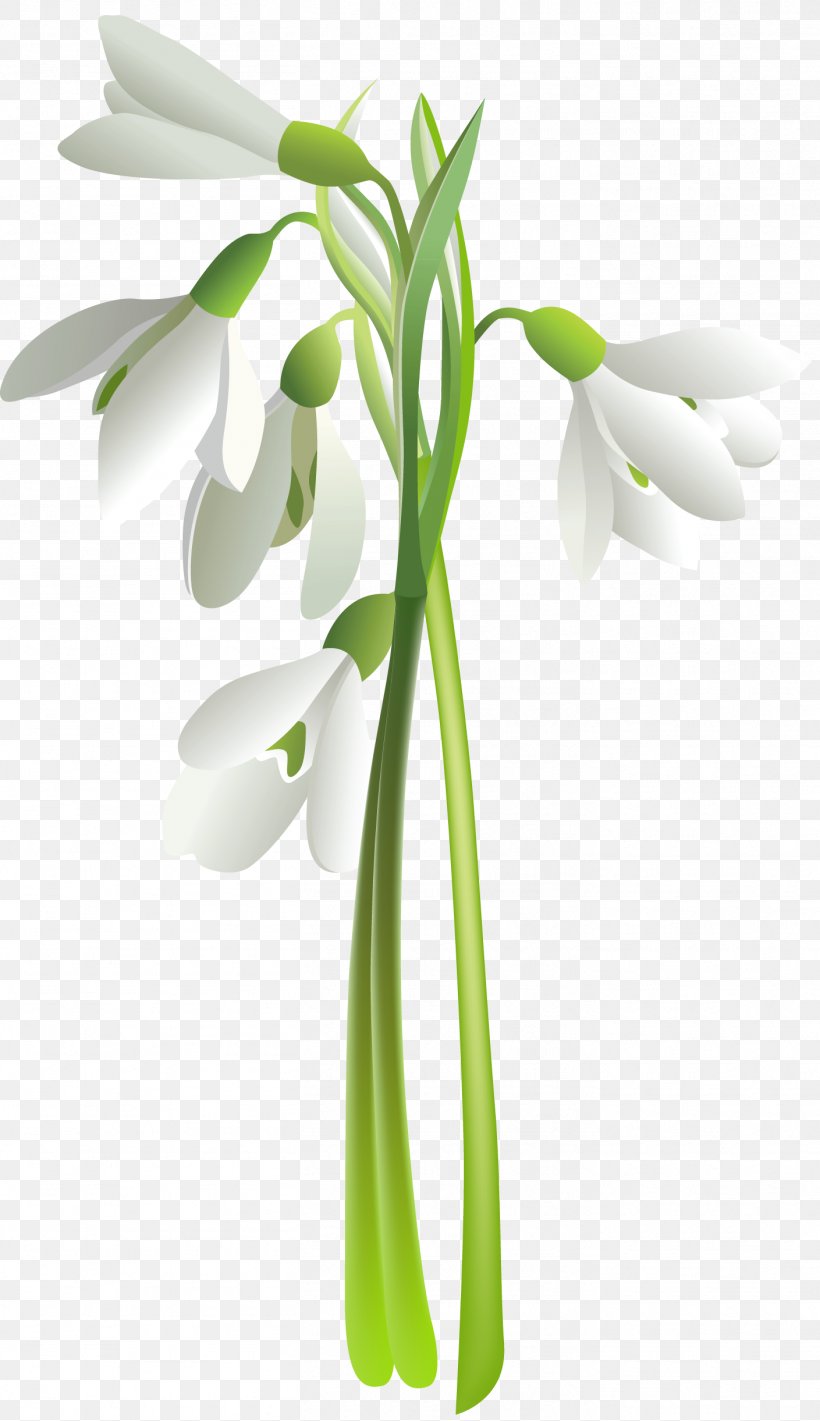 Flower Snowdrop Tulip Lilium, PNG, 1409x2443px, Flower, Cut Flowers, Drawing, Floral Design, Flowering Plant Download Free