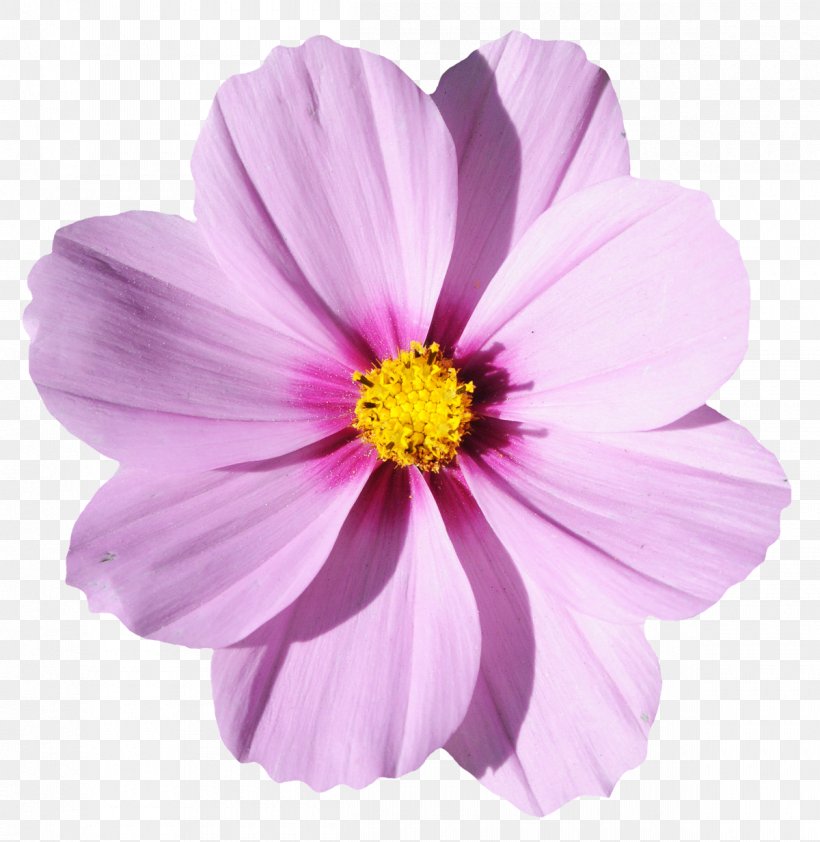 Flower Wallpaper, PNG, 1200x1233px, Flower, Annual Plant, Color, Cornflower, Cosmos Download Free