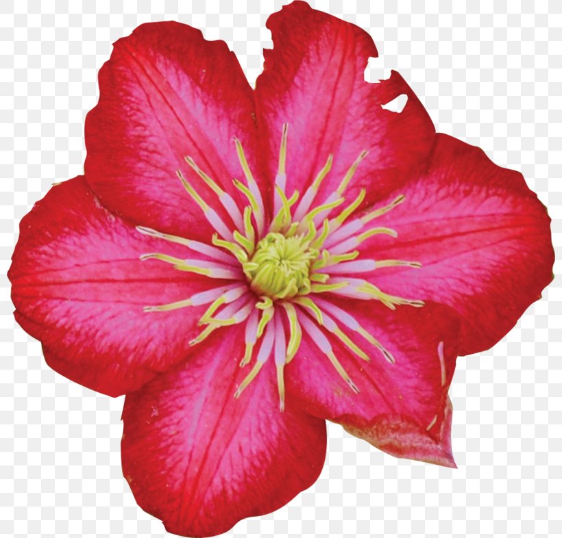 Leather Flower Annual Plant Herbaceous Plant Magenta Family, PNG, 800x786px, Leather Flower, Annual Plant, Clematis, Family, Family Film Download Free