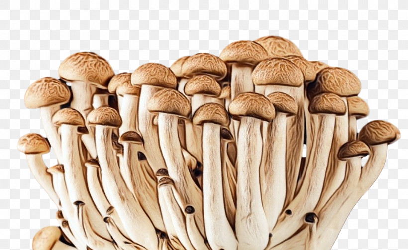 Mushroom Pleurotus Eryngii Champignon Mushroom Edible Mushroom Agaricaceae, PNG, 960x589px, Watercolor, Agaricaceae, Champignon Mushroom, Edible Mushroom, Mushroom Download Free