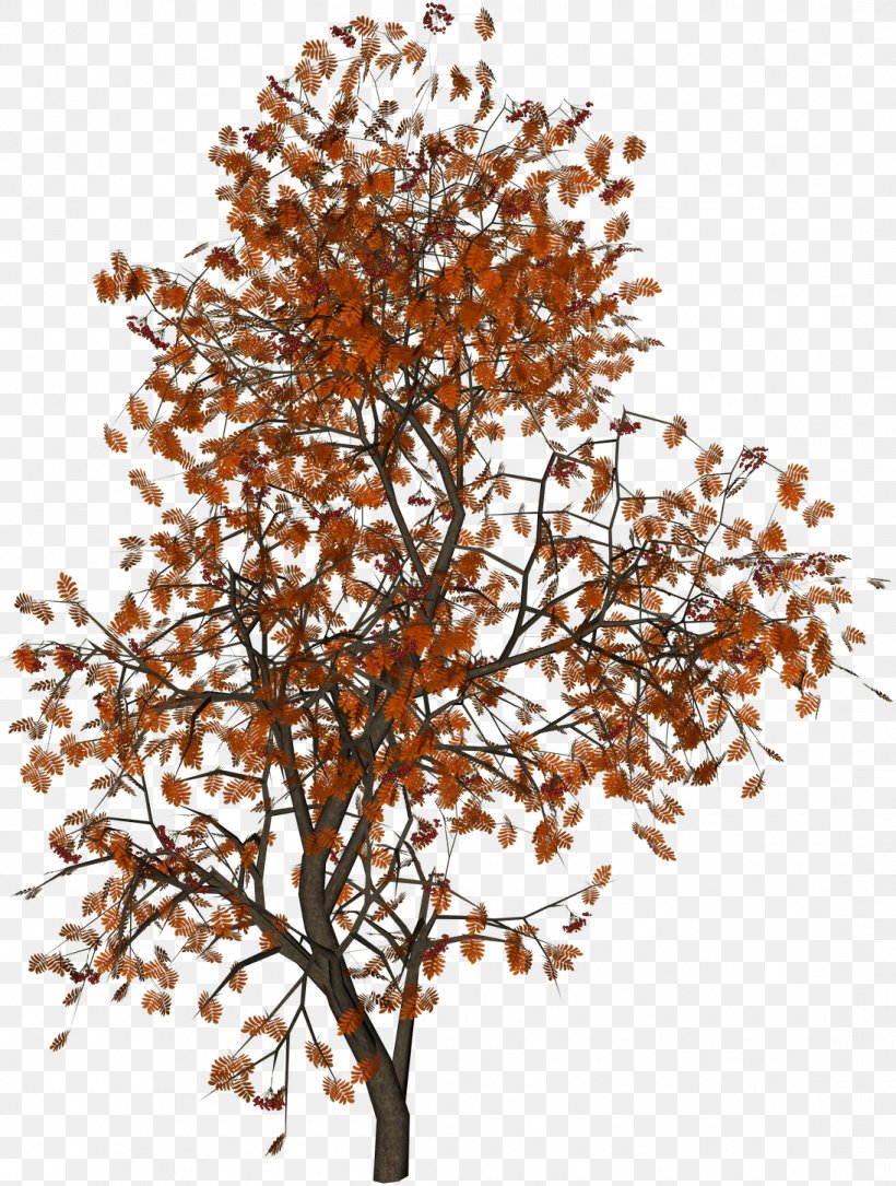 Populus Nigra Tree Autumn Leaf Color, PNG, 1095x1450px, Populus Nigra, Acer Ginnala, Autumn, Autumn Leaf Color, Branch Download Free