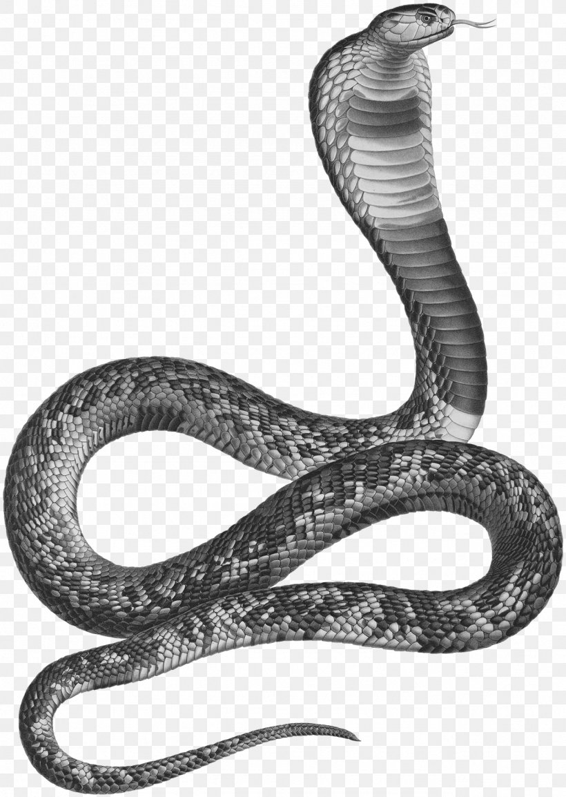 Snakes Ancient Egypt Asp Egyptian Cobra, PNG, 1279x1800px, Snakes, Ancient Egypt, Asp, Black And White, Cobra Download Free