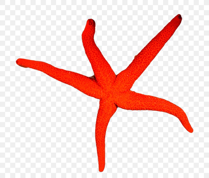 Starfish Underwater Diving Snorkeling Professional Association Of Diving Instructors, PNG, 700x700px, Starfish, Animal Figure, Course, Dive Center, Echinoderm Download Free