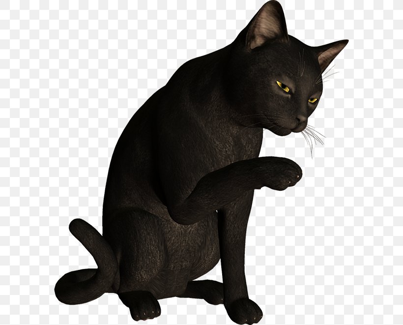 Bombay Cat Burmese Cat Korat Havana Brown Black Cat, PNG, 600x661px, Bombay Cat, Animal, Asian, Black Cat, Bombay Download Free