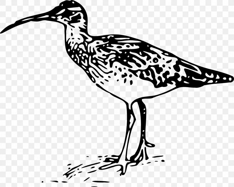Bristle-thighed Curlew Long-billed Curlew Clip Art, PNG, 1920x1533px, Bristlethighed Curlew, Beak, Bird, Black And White, Curlew Download Free