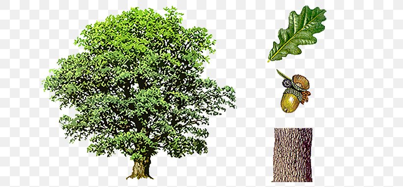 English Oak Northern Red Oak Tree Acorn Bark, PNG, 700x382px, English Oak, Acorn, Bark, Branch, European Beech Download Free