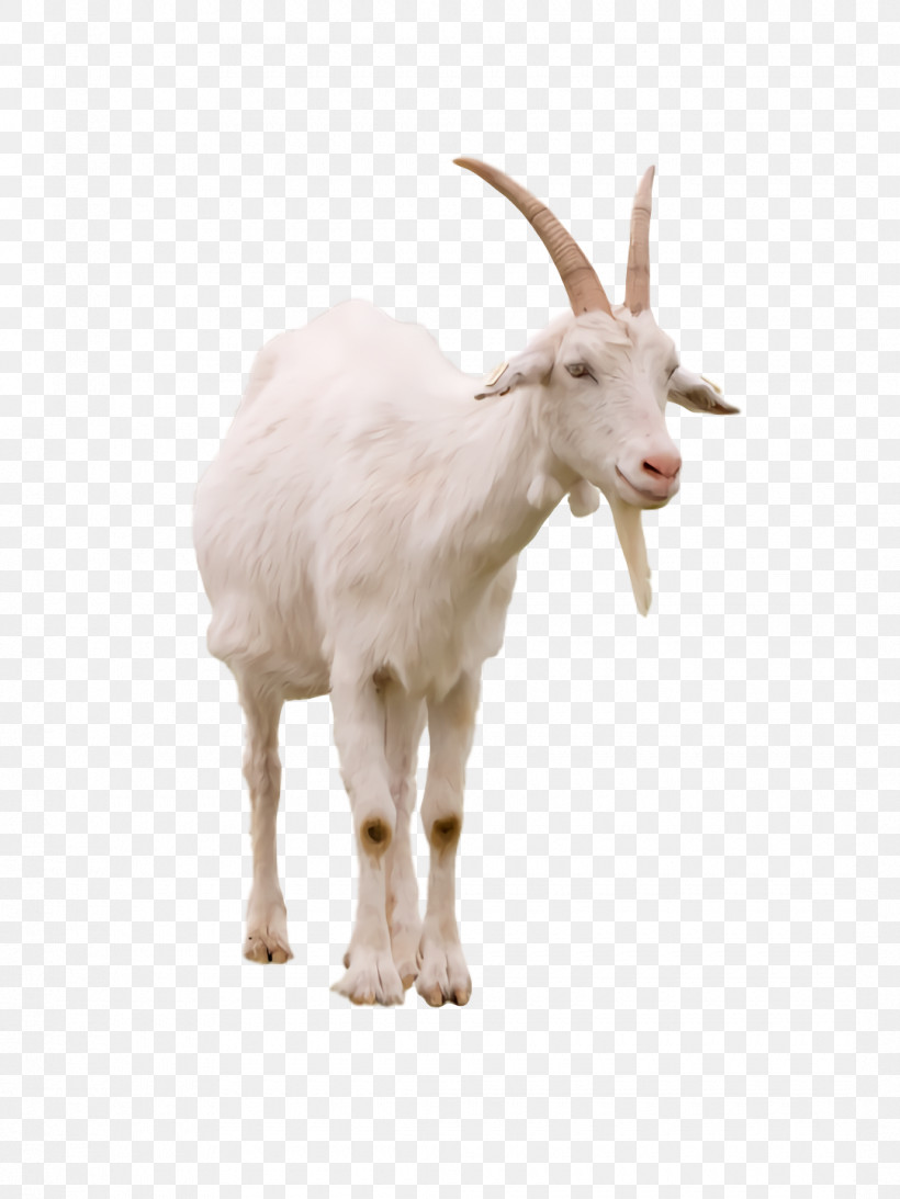 Goat Mountain Goat Snout Mountain Science, PNG, 1080x1440px, Goat, Biology, Mountain, Mountain Goat, Science Download Free
