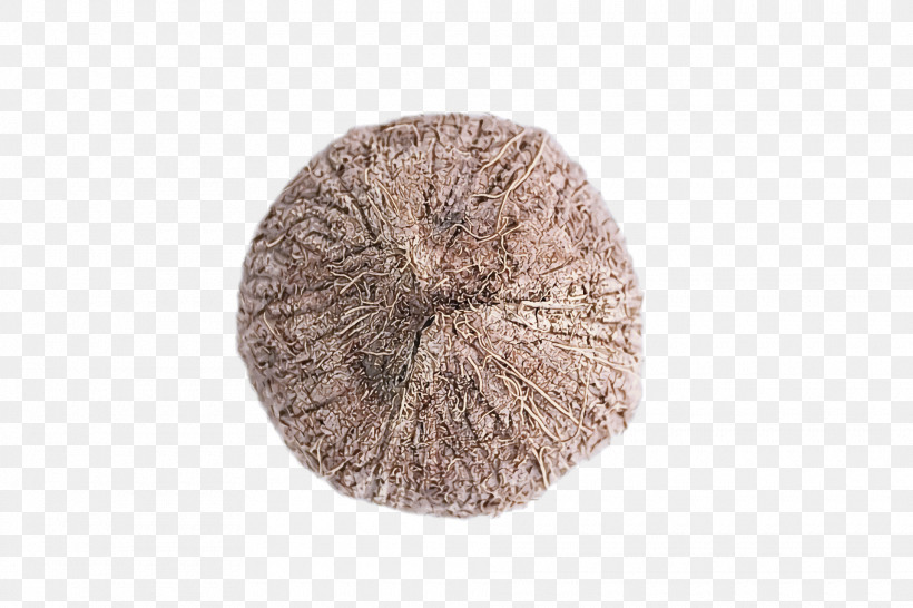 Palm Trees, PNG, 1920x1280px, Wool, Coconut, English Walnut, Iso Metric Screw Thread, Knitting Download Free