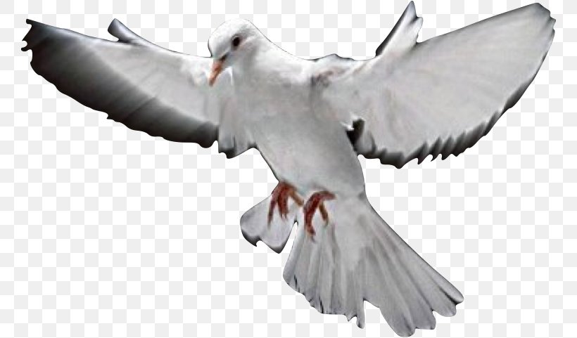 Peace God Deliverance Ministry Saint, PNG, 762x481px, Peace, Beak, Bird, Bird Of Prey, Blog Download Free