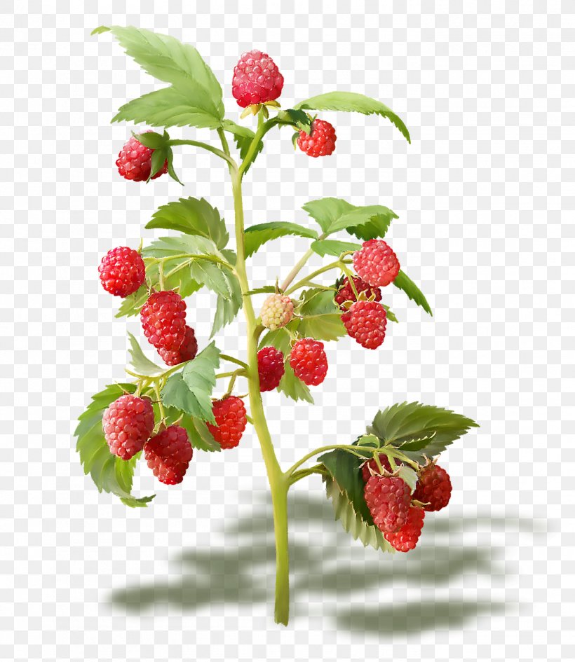 Red Raspberry Clip Art Fruit, PNG, 1388x1600px, Red Raspberry, Berries, Berry, Blackberry, Branch Download Free