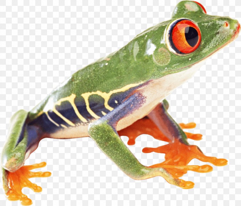 Red-eyed Tree Frog Australian Green Tree Frog, PNG, 850x726px, Frog, Agalychnis, American Green Tree Frog, Amphibian, Australian Green Tree Frog Download Free