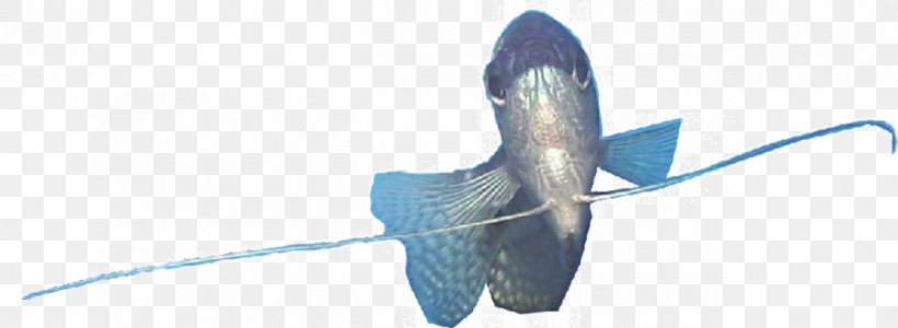 Зоомагазин «Гарфилд» Trichogaster Aquarium Ornamental Fish, PNG, 1262x462px, Trichogaster, Animal, Aquarium, Artikel, Beak Download Free