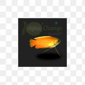 Fish - Fish Honey Gourami Dwarf Gourami Moonlight Gourami PNG