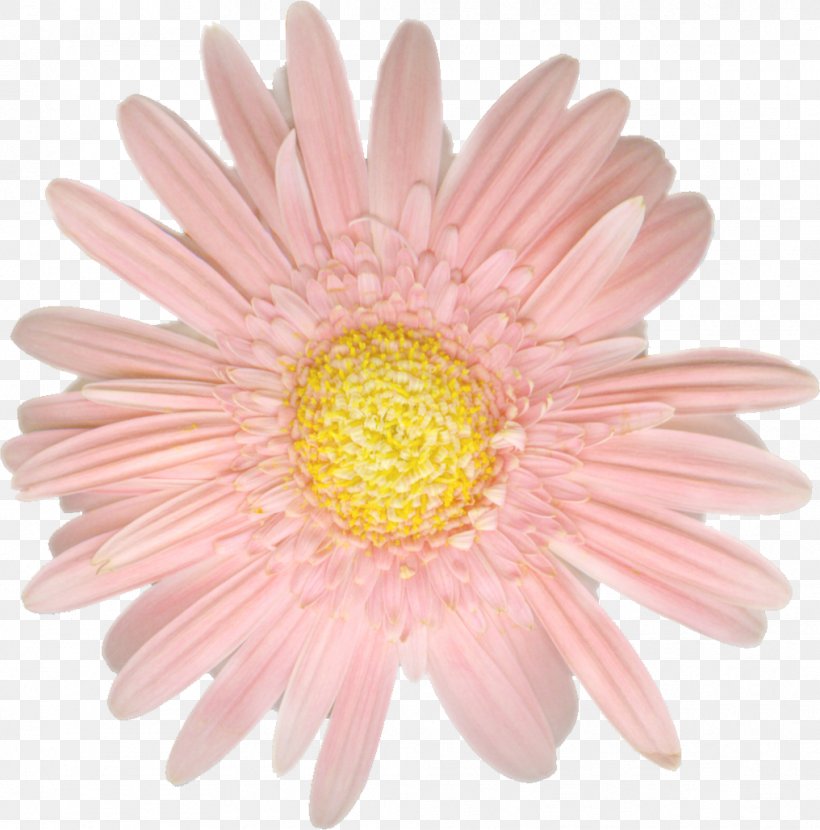 Gerbera Jamesonii Daisy Family Cut Flowers Clip Art, PNG, 1016x1029px, Gerbera Jamesonii, Aster, Blog, Chrysanthemum, Chrysanths Download Free