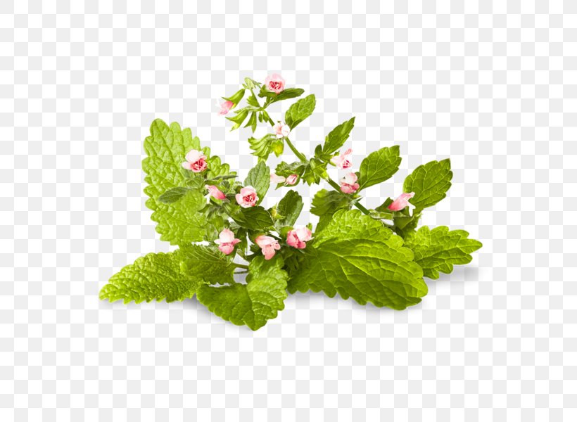 Herb Lemon Balm Mentha Spicata Peppermint Medicinal Plants, PNG, 690x600px, Herb, Anise, Aroma Compound, Dill, Flavor Download Free