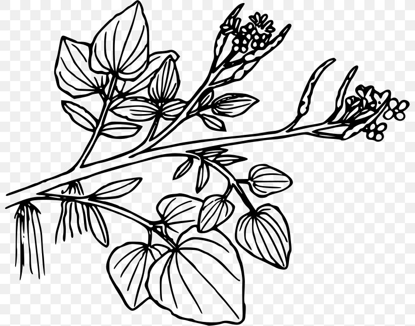 Aquatic Plants Clip Art, PNG, 800x643px, Aquatic Plants, Artwork, Black And White, Branch, Drawing Download Free