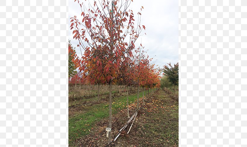 Branch Sugar Maple Tree Nursery Deciduous, PNG, 650x488px, Branch, Autumn, Autumn Leaf Color, Birch, Deciduous Download Free