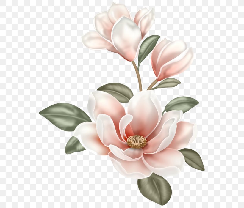 Magnolia Flower Painting Clip Art, PNG, 580x700px, Magnolia, Art, Blossom, Cut Flowers, Decoupage Download Free