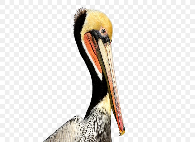 Pelican Products Beak Neck Animal, PNG, 600x600px, Pelican, Animal, Beak, Bird, Fauna Download Free
