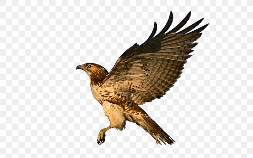 Bald Eagle Red-tailed Hawk Bird, PNG, 960x600px, Eagle, Accipitriformes, Bald Eagle, Beak, Bird Download Free