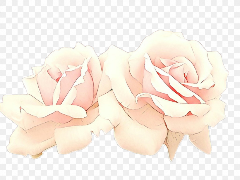 Garden Roses, PNG, 1024x768px, White, Flower, Garden Roses, Petal, Pink Download Free