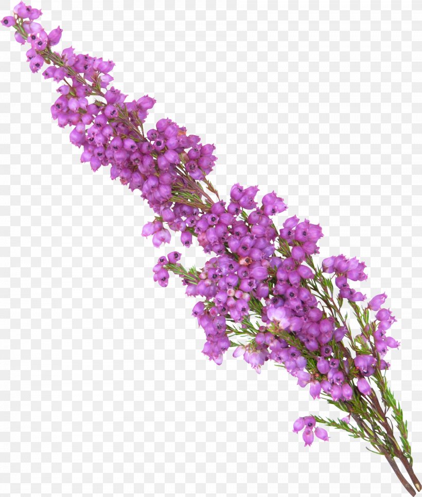 Lavender Purple Violet, PNG, 1804x2129px, Lavender, Blossom, Branch, Cut Flowers, Flower Download Free