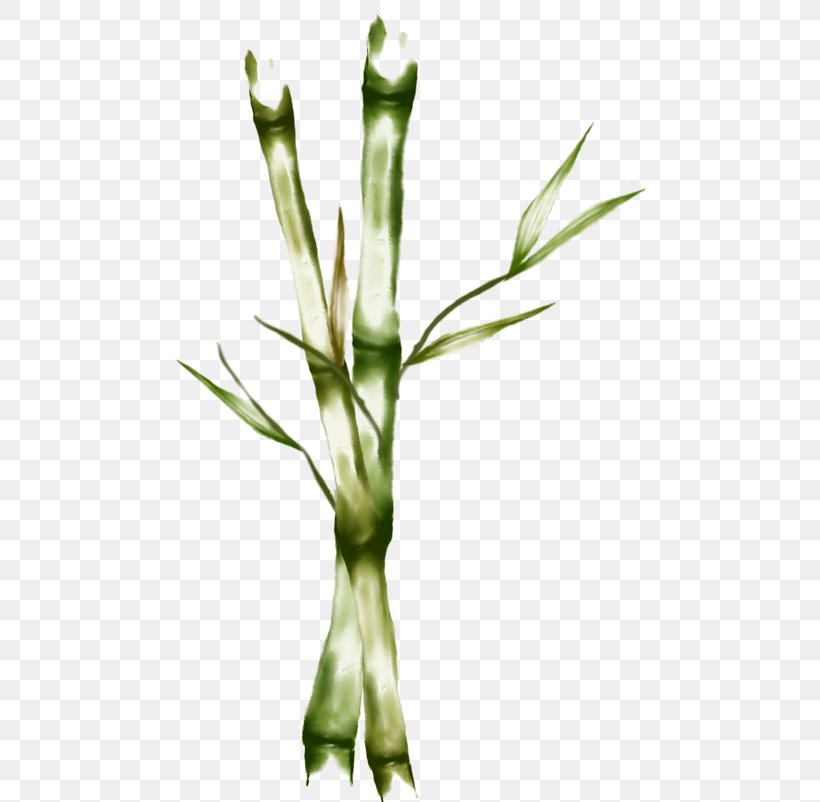 Plant Stem Grasses H&M Commodity Family, PNG, 657x802px, Plant Stem, Commodity, Family, Grass, Grass Family Download Free