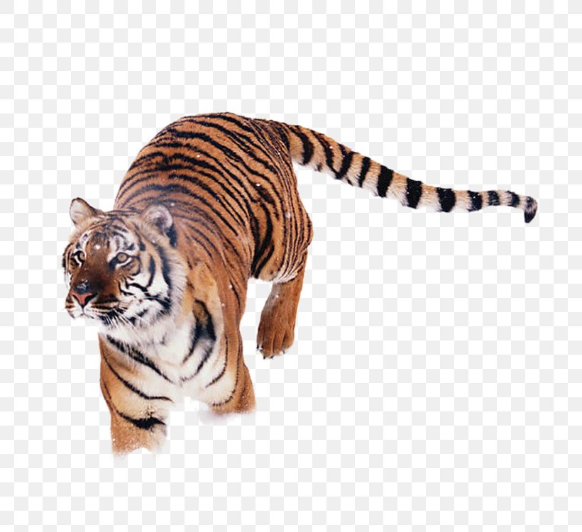 Siberian Tiger Park Cheetah Animal, PNG, 750x750px, Siberia, Animal, Animal Sauvage, Big Cats, Carnivoran Download Free