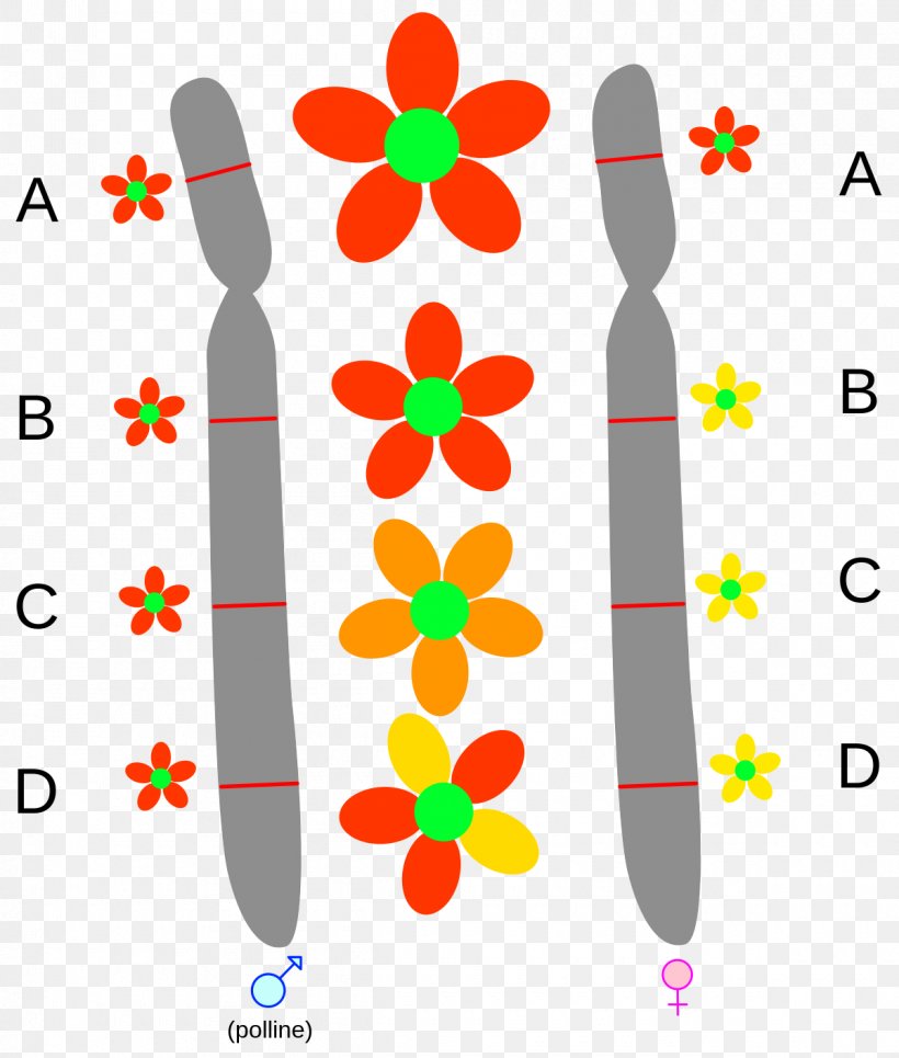 Allele Gene Chromosome Single-nucleotide Polymorphism Arv, PNG, 1200x1413px, Allele, Allele Frequency, Area, Chromosome, Codominance Download Free