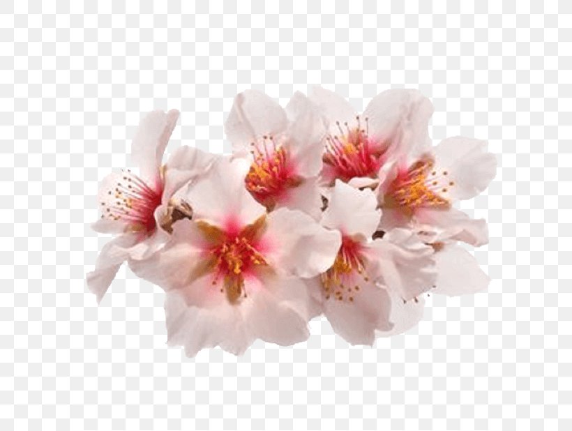 Cherry Blossom, PNG, 618x618px, Flower, Blossom, Branch, Cherry Blossom, Flowering Plant Download Free