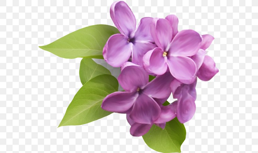 Common Lilac Flower Clip Art, PNG, 576x486px, Lilac, Bathtub, Color, Common Lilac, Cut Flowers Download Free