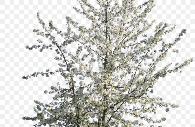 DeviantArt Skin Vine, PNG, 800x533px, Deviantart, Art, Artist, Blossom, Branch Download Free