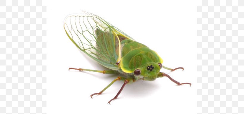 Insect Wing Cicadidae Eastern Cicada Killer True Bugs, PNG, 709x383px, Insect, Animal, Arthropod, Bed Bug, Cicada Download Free