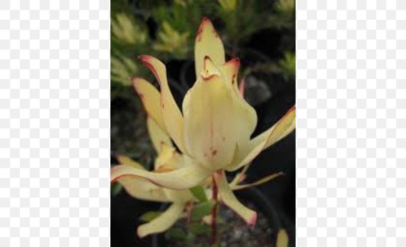 Plant Leucadendron Maui Sunset Cut Flowers, PNG, 500x500px, Plant, Australian Native Plants, Canna, Canna Family, Cut Flowers Download Free