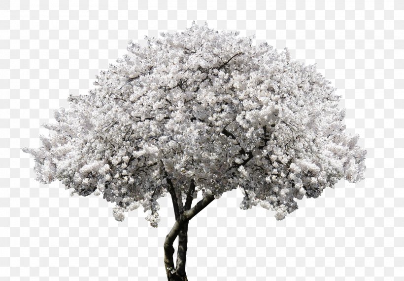 Spring Framework Cherry Blossom Cerasus, PNG, 1920x1333px, Spring Framework, Audio Video Interleave, Beginning, Black And White, Blossom Download Free