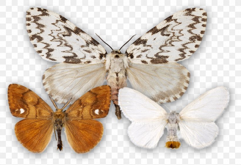 Brush-footed Butterflies Gossamer-winged Butterflies Silkworm Butterfly Moth, PNG, 890x610px, Brushfooted Butterflies, Arthropod, Bombycidae, Brush Footed Butterfly, Butterfly Download Free